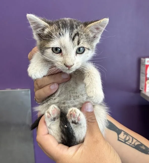 A baby medium-sized male Domestic Short Hair cat named Pallas for adoption in Salt Lake City, UT
