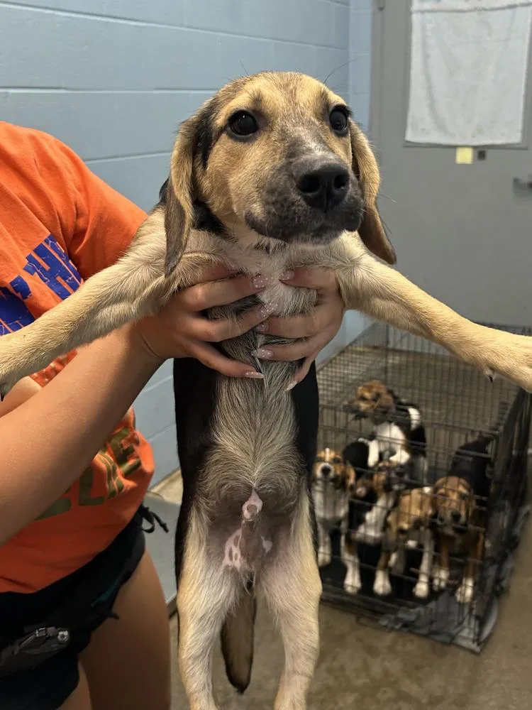 A baby small-sized male Tricolor (Brown, Black, & White) Beagle dog named Nikola Tesla for adoption in Evansville, IN