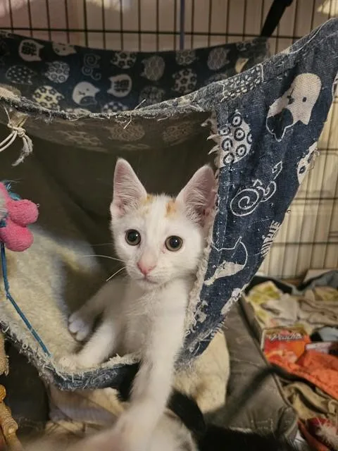 A baby small-sized female Domestic Short Hair cat named Sassy for adoption in Sacramento, CA