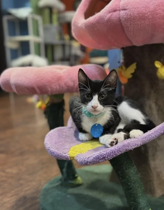 A baby small-sized male Black & White / Tuxedo Domestic Short Hair cat named Lumos for adoption in The Colony, TX