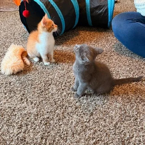 A baby small-sized female Gray / Blue / Silver Domestic Short Hair cat named Jessica C for adoption in Princeton, MN