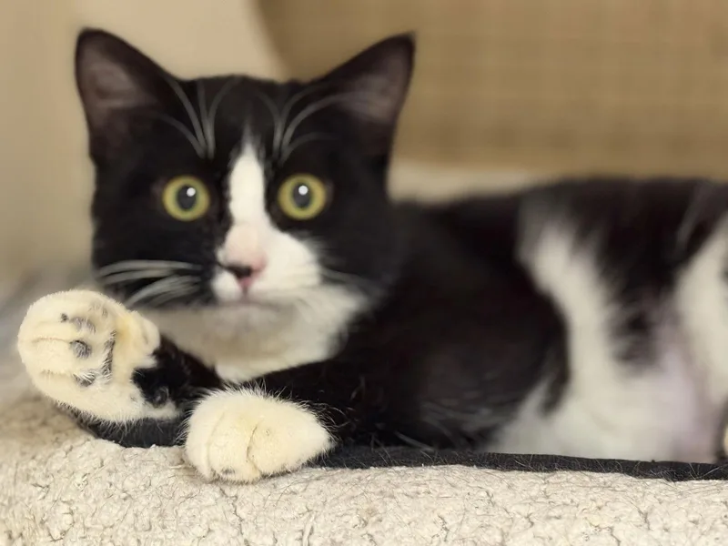 Samantha Napa Petco thumbnail 2