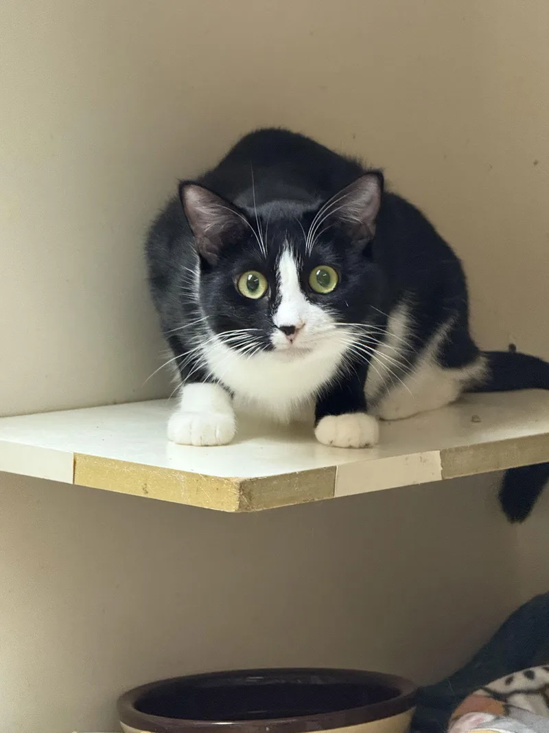 Samantha Napa Petco thumbnail 3