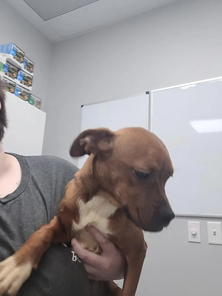Nala