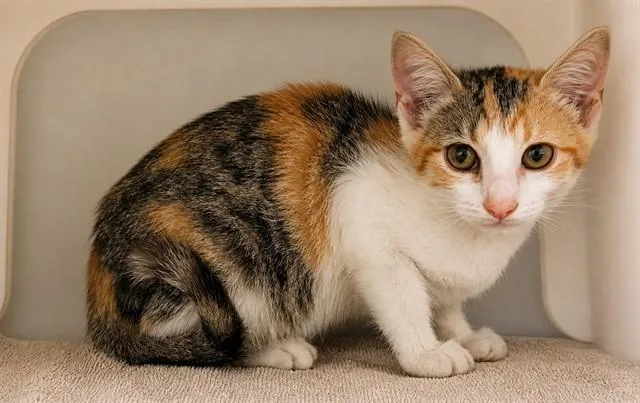 A baby small-sized female Domestic Short Hair cat named Map for adoption in Statesville, NC