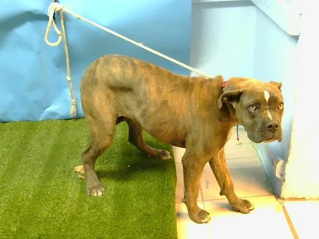 A young large-sized male Pit Bull Terrier dog named Sonny for adoption in Downey, CA