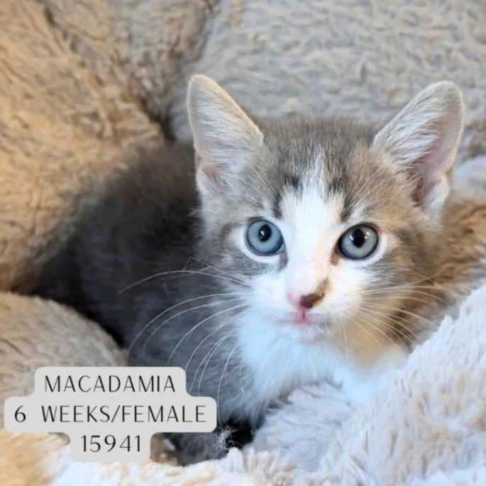A young medium-sized female Tabby (Gray / Blue / Silver) Domestic Short Hair cat named Macadamia for adoption in Supply, NC