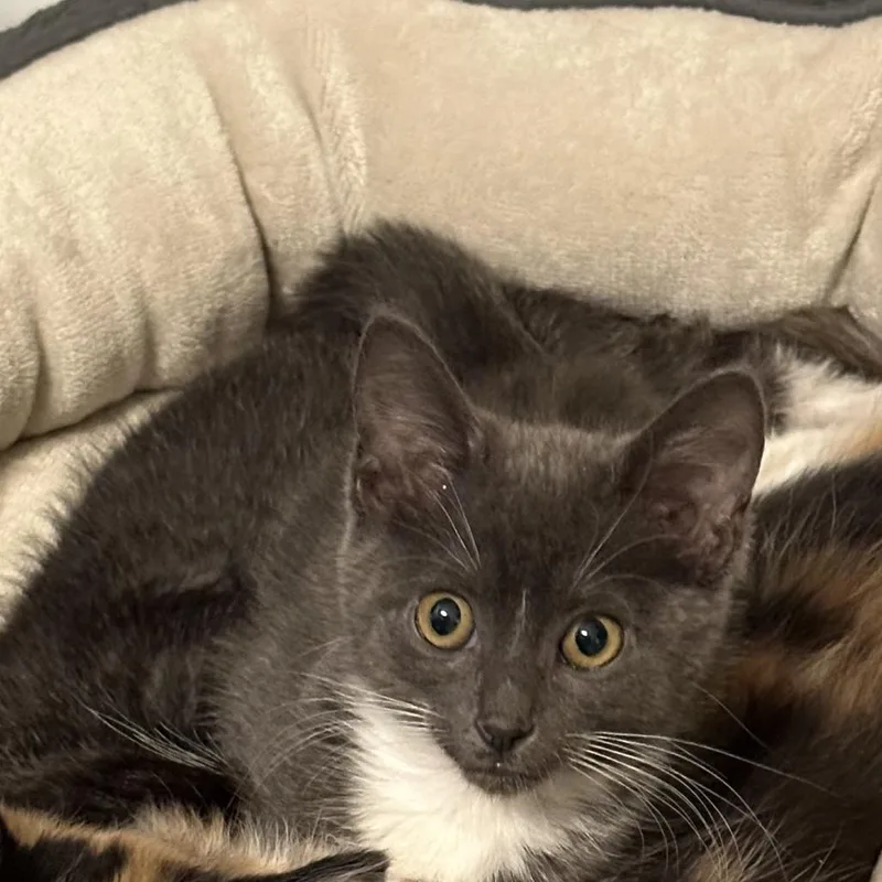 A baby small-sized female Gray / Blue / Silver Domestic Short Hair cat named Daphne for adoption in Opelika, AL