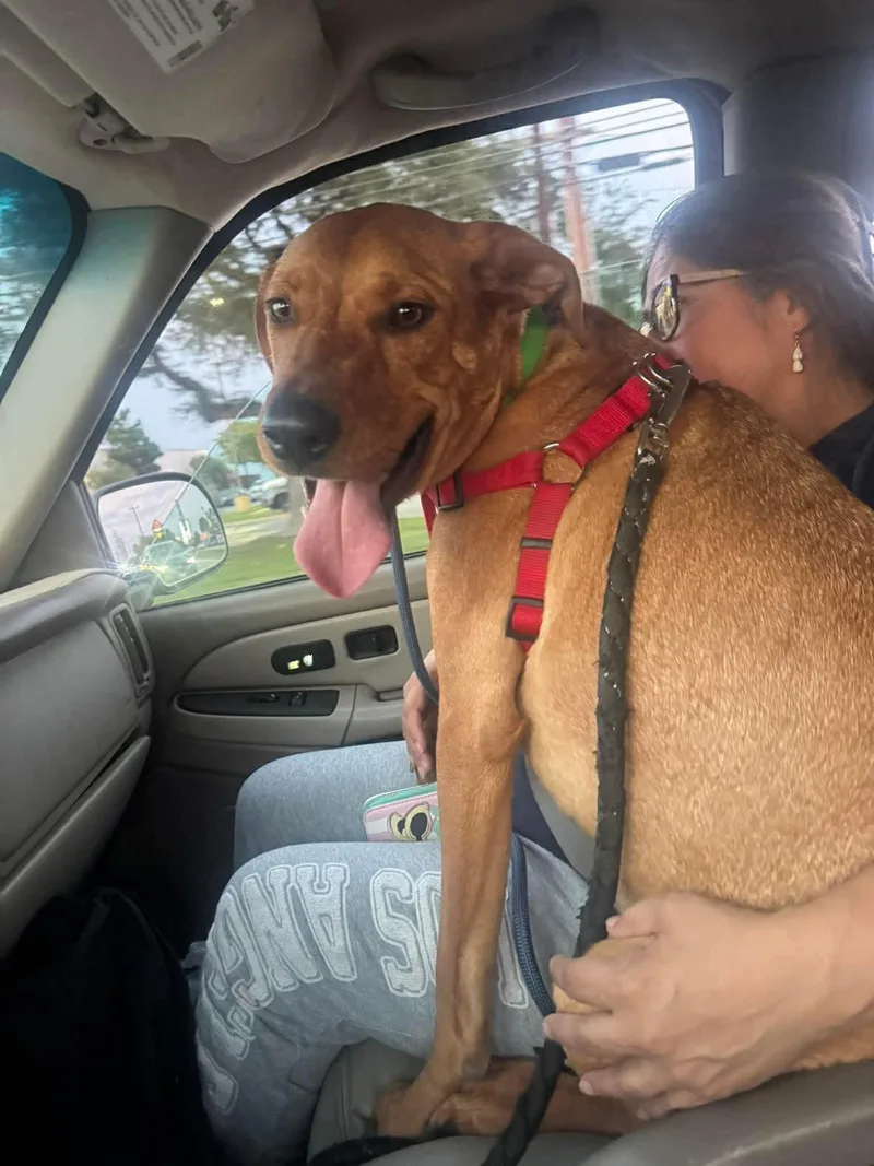 A young large-sized male Red / Chestnut / Orange Redbone Coonhound dog named Clyde for adoption in San Antonio, TX