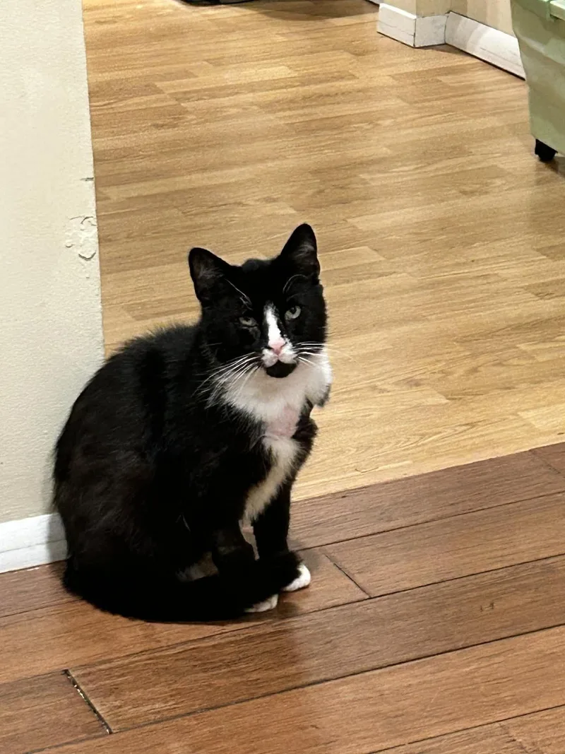 An adult medium-sized male Black & White / Tuxedo Domestic Short Hair cat named Tucker for adoption in Woodmere, NY