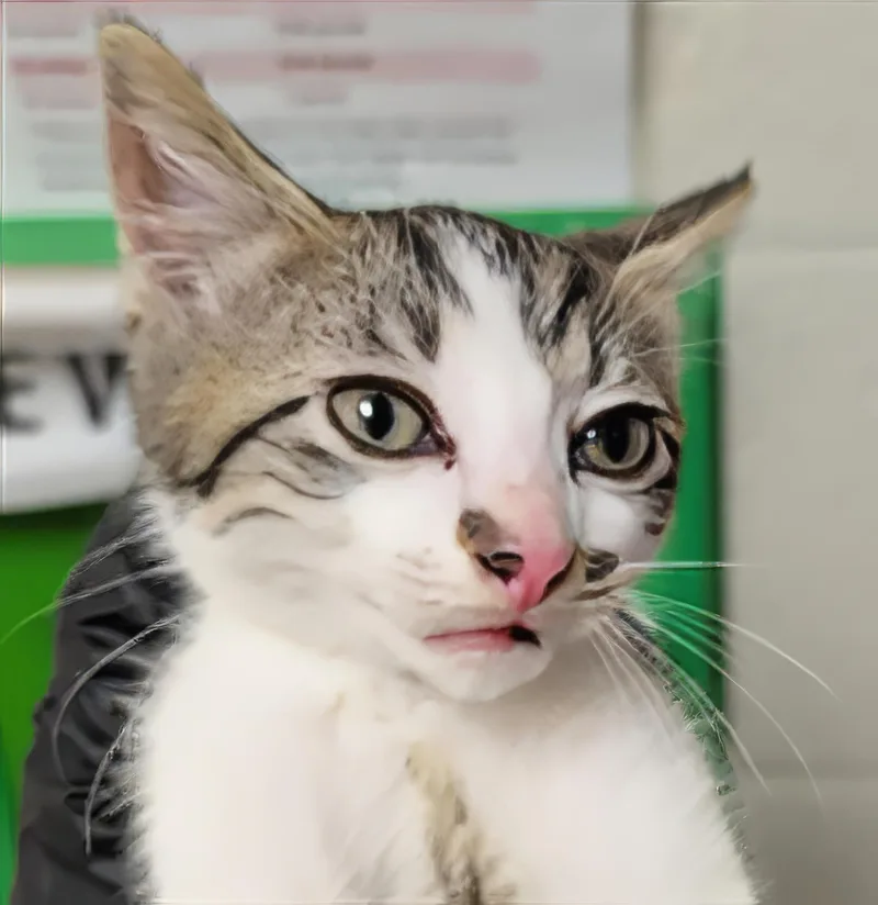 A baby medium-sized male Tabby (Brown / Chocolate) Domestic Short Hair cat named Doinky for adoption in Nashville, TN