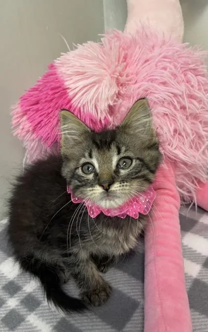 A baby medium-sized female Domestic Short Hair cat named Tuna for adoption in Picayune, MS