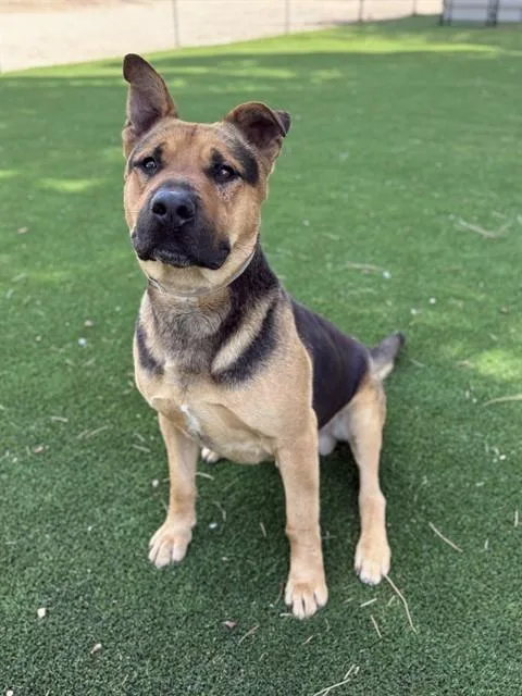 An adult large-sized male German Shepherd Dog dog named Bumble for adoption in Castaic, CA