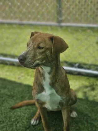 A young medium-sized female Mixed Breed dog named Ice Vanilla Berry for adoption in Savannah, GA