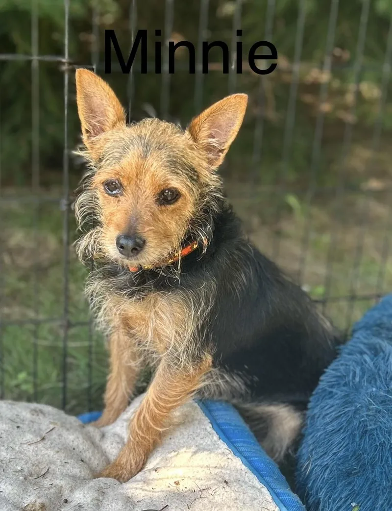 An adult small-sized female Black Yorkshire Terrier dog named Minnie for adoption in West Falls, NY