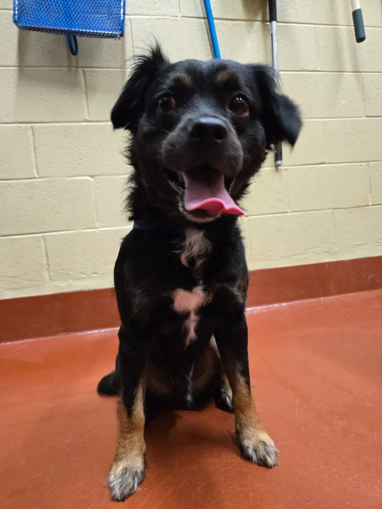 A young small-sized male Mixed Breed dog named Johnathan for adoption in Douglasville, GA