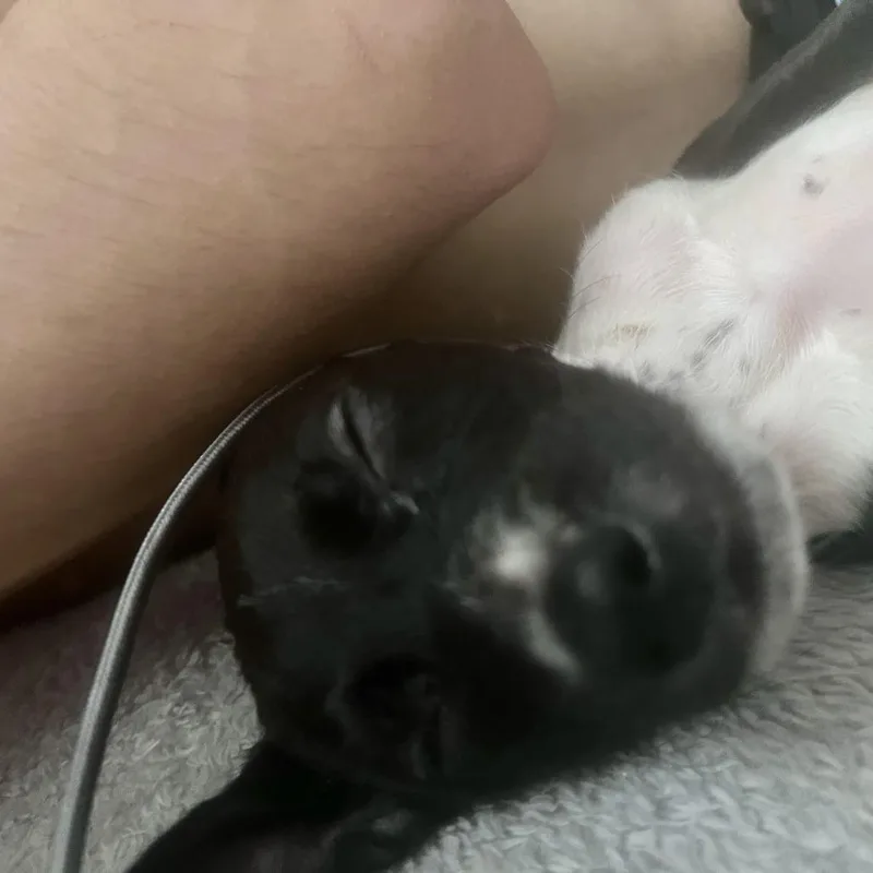 A baby small-sized male Black Miniature Pinscher dog named Collin Costa Mesa for adoption in Chino Hills, CA