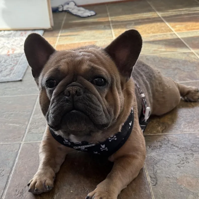 An adult small-sized male French Bulldog dog named Gravy Boat for adoption in Richmond, VA