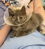A young medium-sized female Gray / Blue / Silver Domestic Long Hair cat named Ursula for adoption in Reisterstown, MD