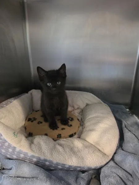 A baby small-sized male Domestic Short Hair cat named Flounder for adoption in Cleveland, TN