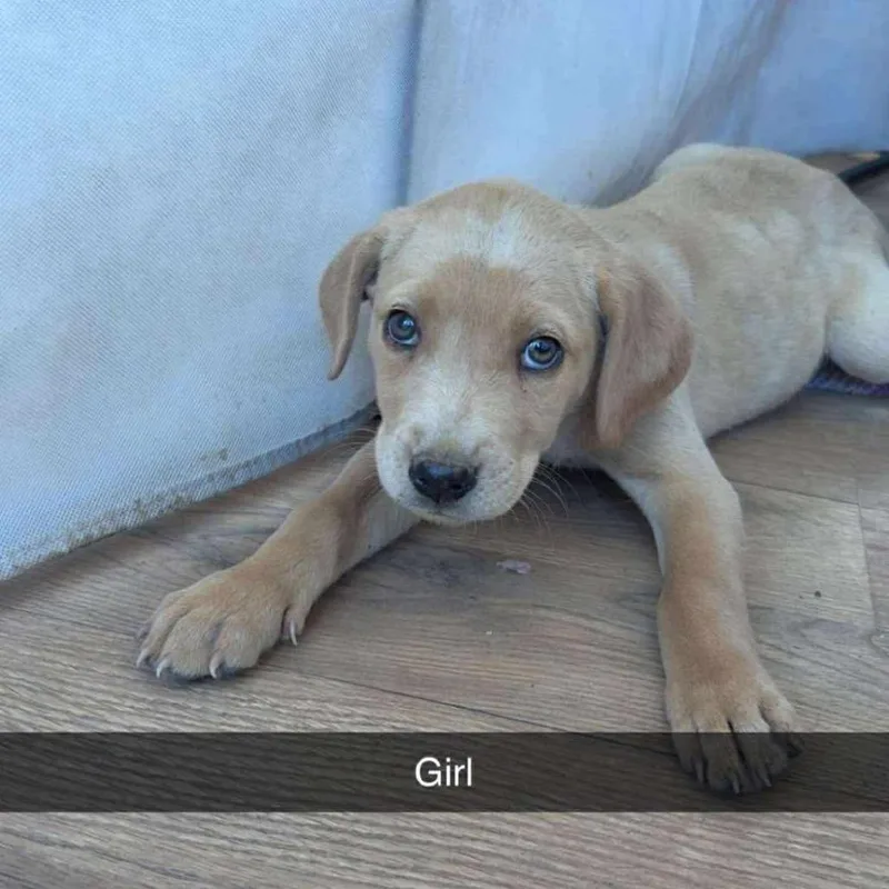 A young medium-sized female Golden Yellow Labrador Retriever dog named Molly Aka Millie for adoption in Phoenix, AZ