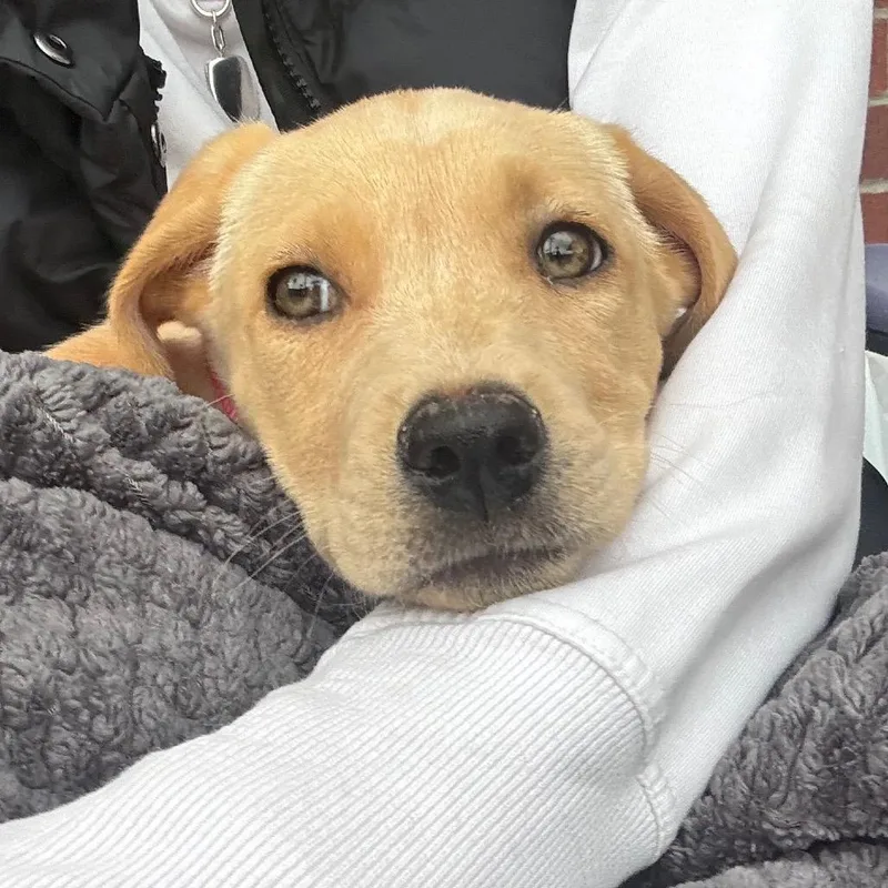 Molly Aka Millie thumbnail 2