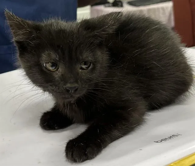 A baby small-sized female Domestic Short Hair cat named Simone for adoption in Upper Marlboro, MD