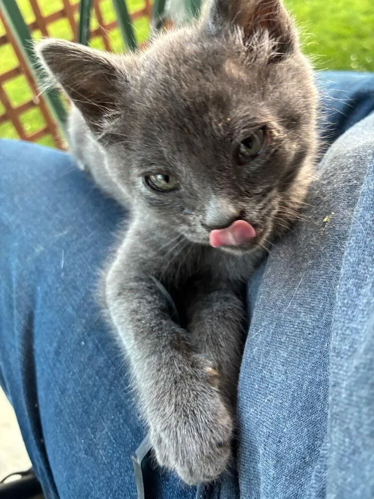 A baby small-sized male Gray / Blue / Silver Domestic Short Hair cat named Jude for adoption in Elyria, OH