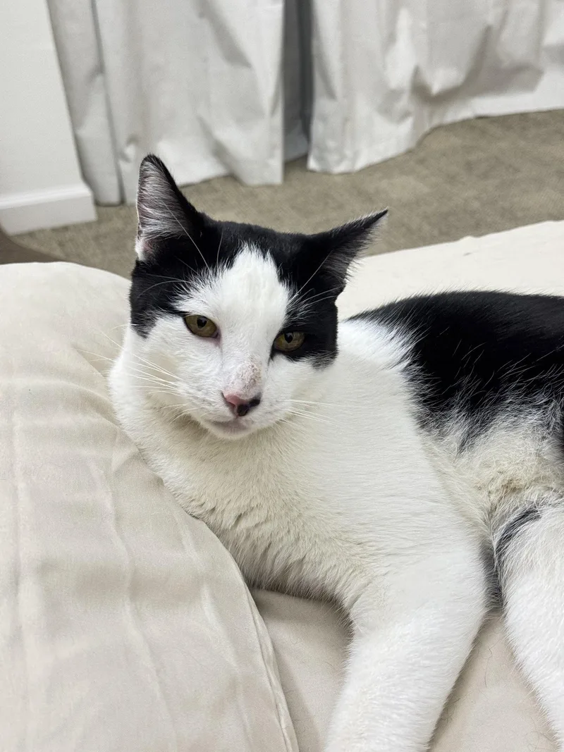 An adult medium-sized male Black & White / Tuxedo Domestic Short Hair cat named Chess for adoption in San Jose, CA