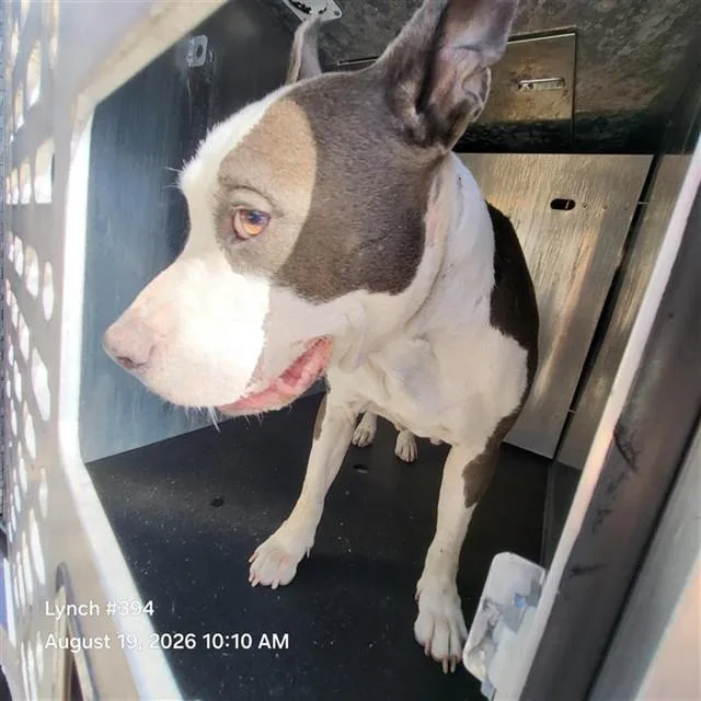 An adult medium-sized female American Staffordshire Terrier dog named Marmalade May for adoption in San Antonio, TX