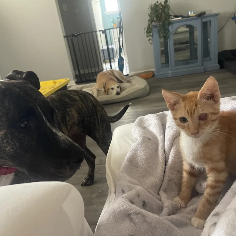 A baby small-sized male Domestic Short Hair cat named Julius for adoption in Valdosta , GA