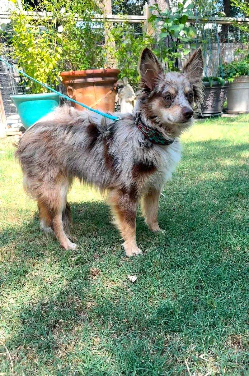 A young small-sized male Merle (Red) Australian Shepherd dog named Ranger the red merle for adoption in Lockhart, TX