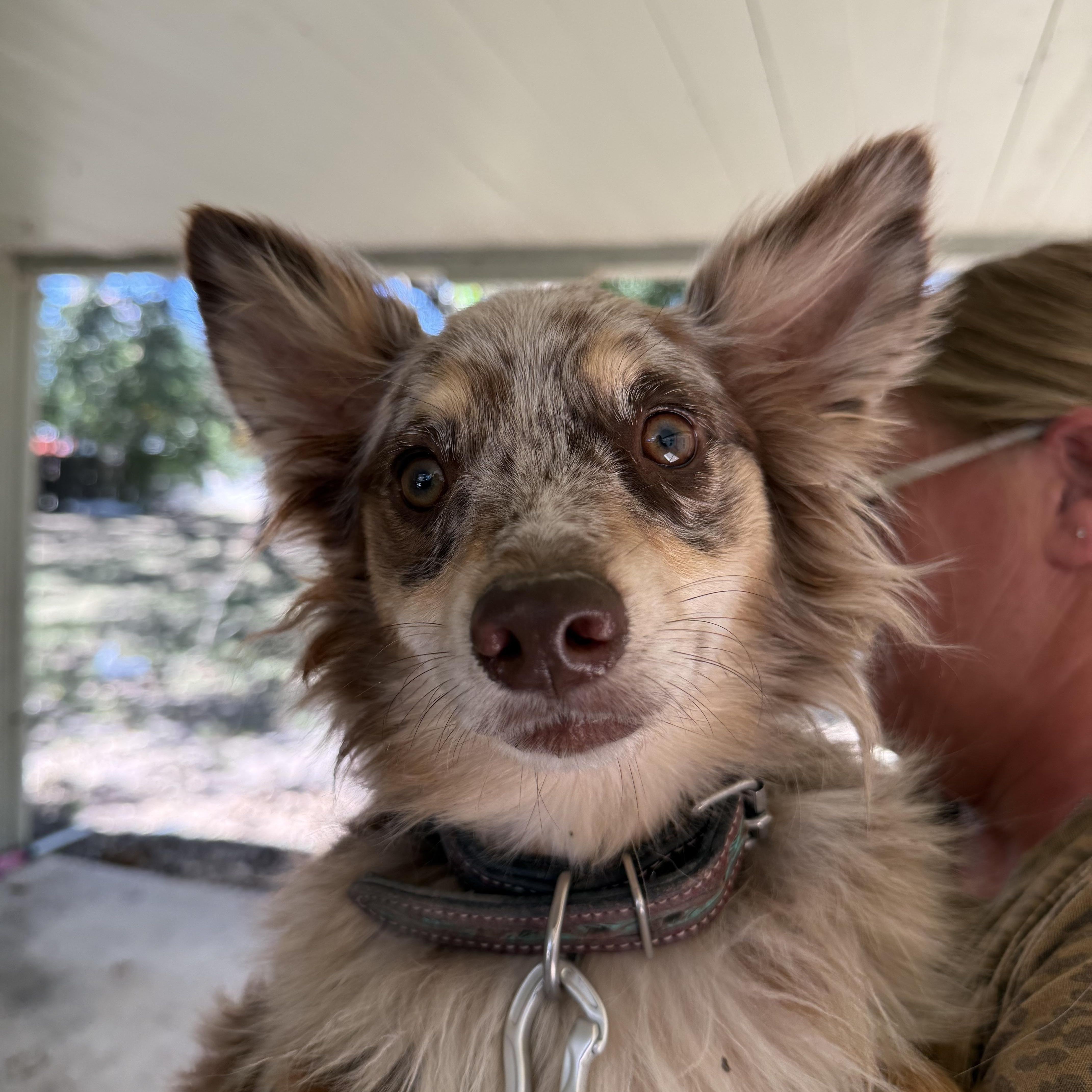 Ranger the red merle thumbnail 2