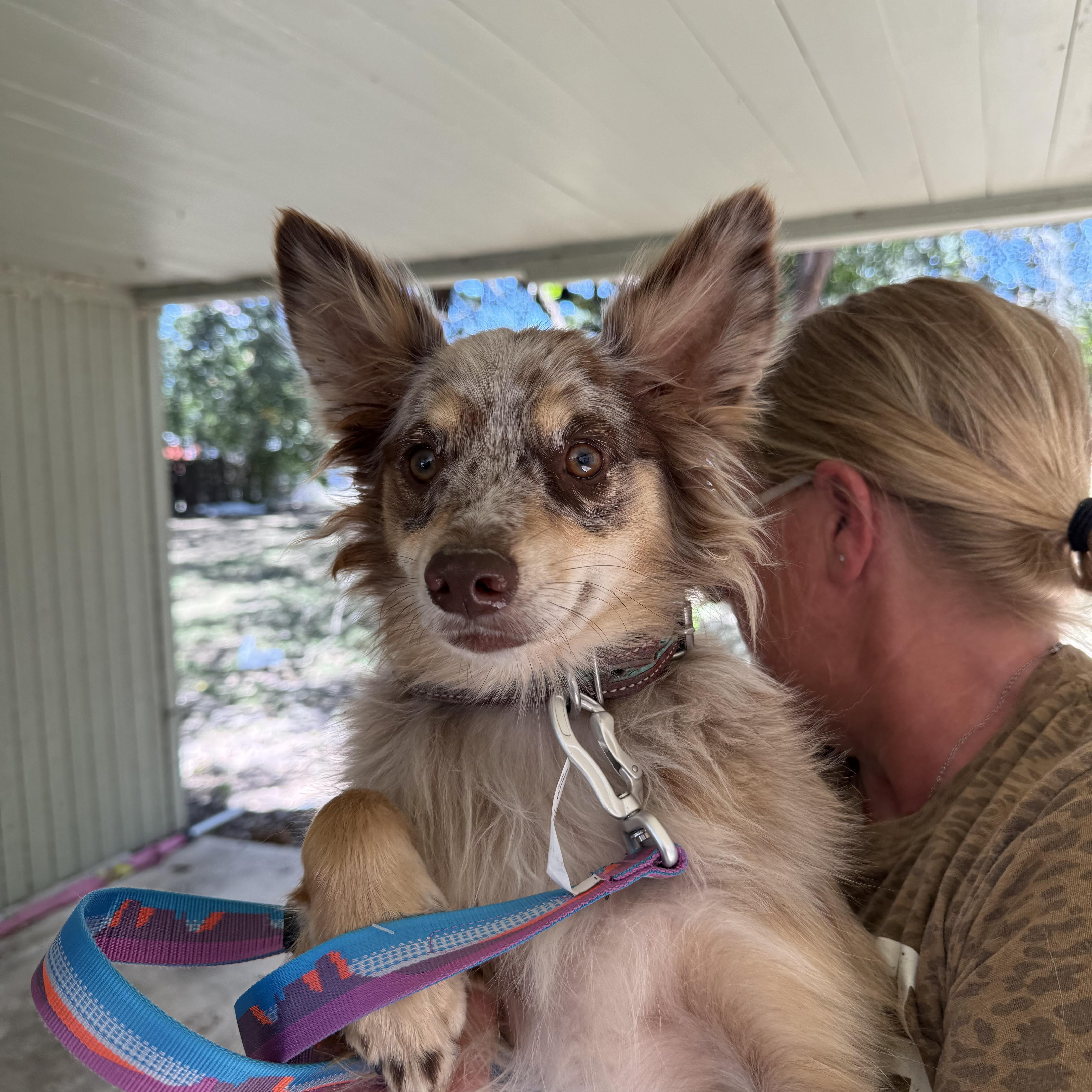 Ranger the red merle thumbnail 3