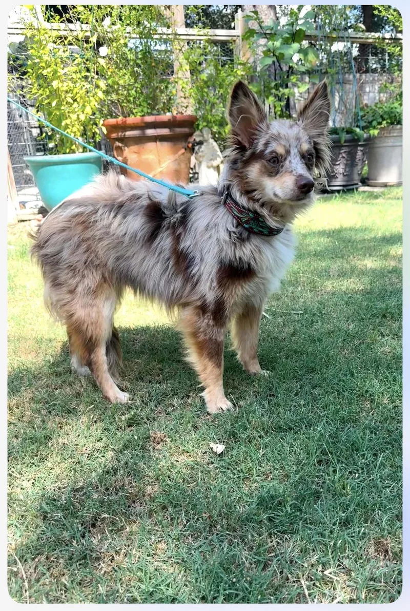 Ranger the red merle thumbnail 4