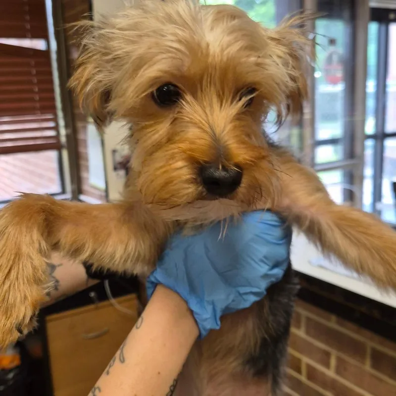 A baby small-sized male Yellow / Tan / Blond / Fawn Yorkshire Terrier dog named Toby for adoption in Birmingham, AL
