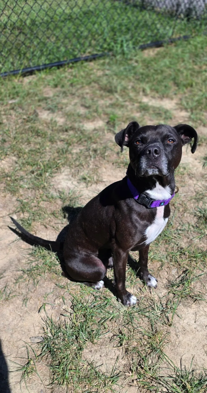 An adult medium-sized male Black Pit Bull Terrier dog named Folio for adoption in Shepherdsville, KY