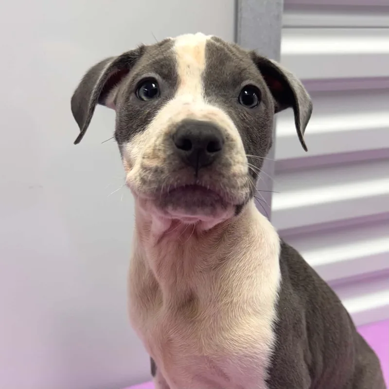 A baby large-sized male White / Cream Pit Bull Terrier dog named Quack for adoption in Bryan, TX
