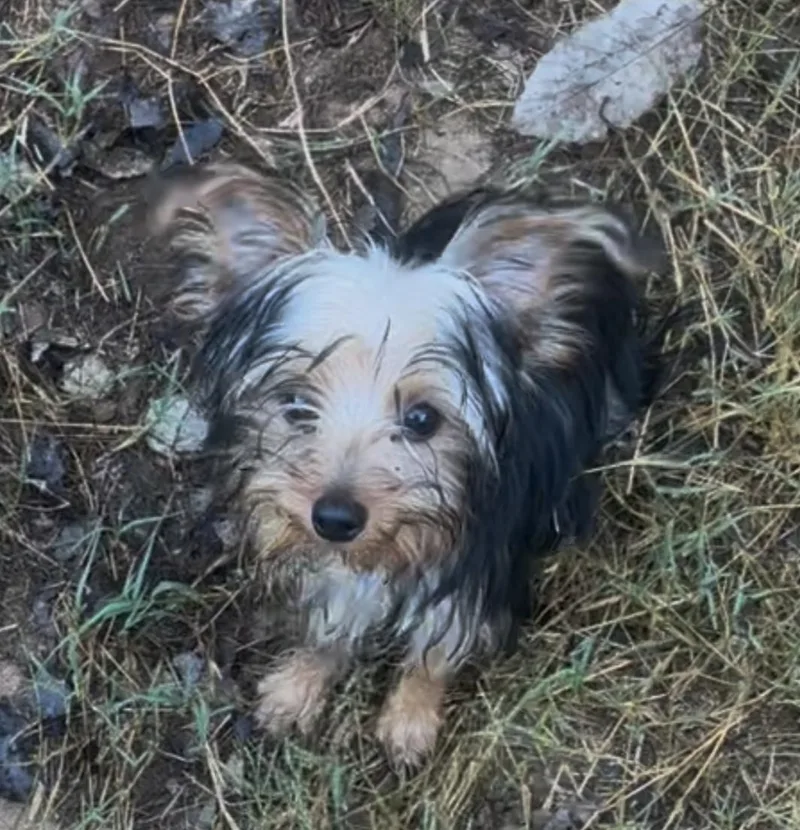 A baby small-sized male Yorkshire Terrier dog named Nelson for adoption in Knoxville, TN