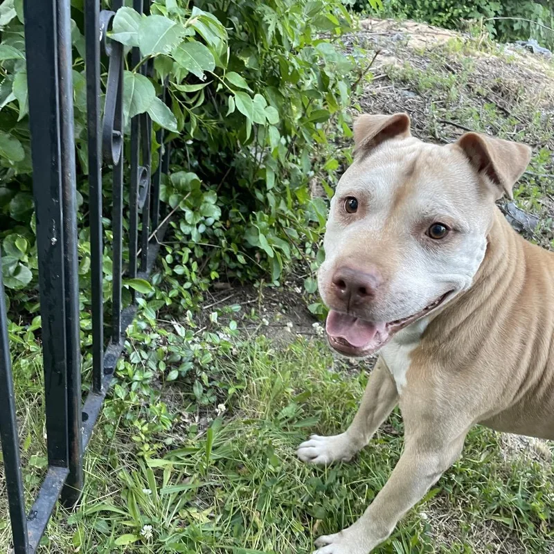 A senior medium-sized male Yellow / Tan / Blond / Fawn Mixed Breed dog named Sweet Pea for adoption in Philadelphia, PA
