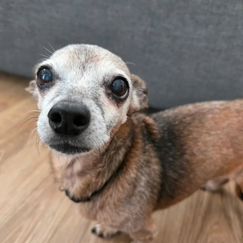 A senior small-sized female Brindle Wirehaired Dachshund dog named Chiquita for adoption in Corvallis, OR