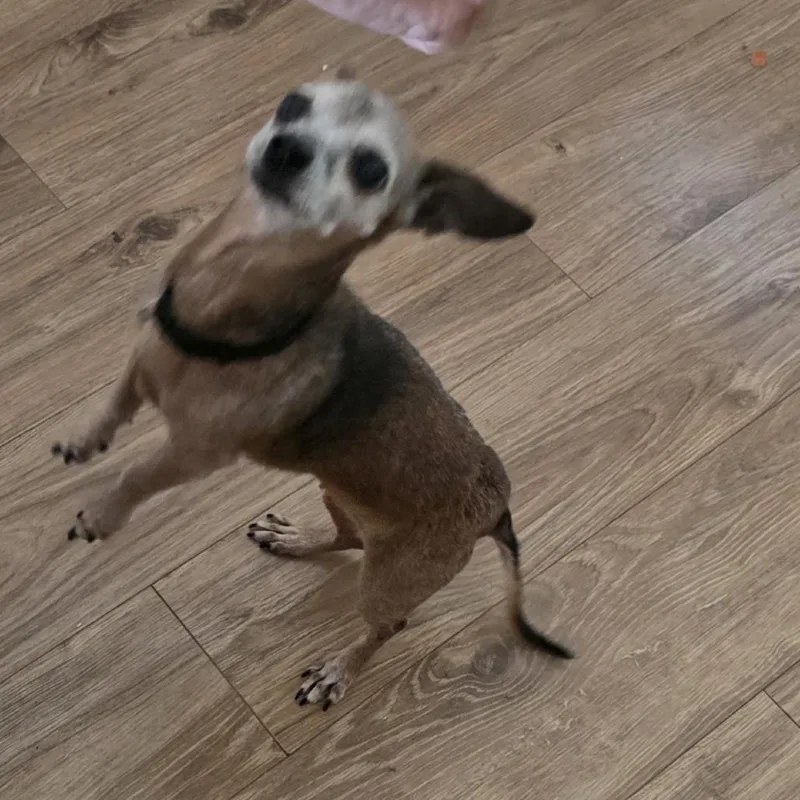 Chiquita thumbnail 4