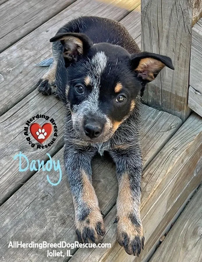 A baby medium-sized male Gray / Blue / Silver Cattle Dog dog named Dandy for adoption in Joliet, IL