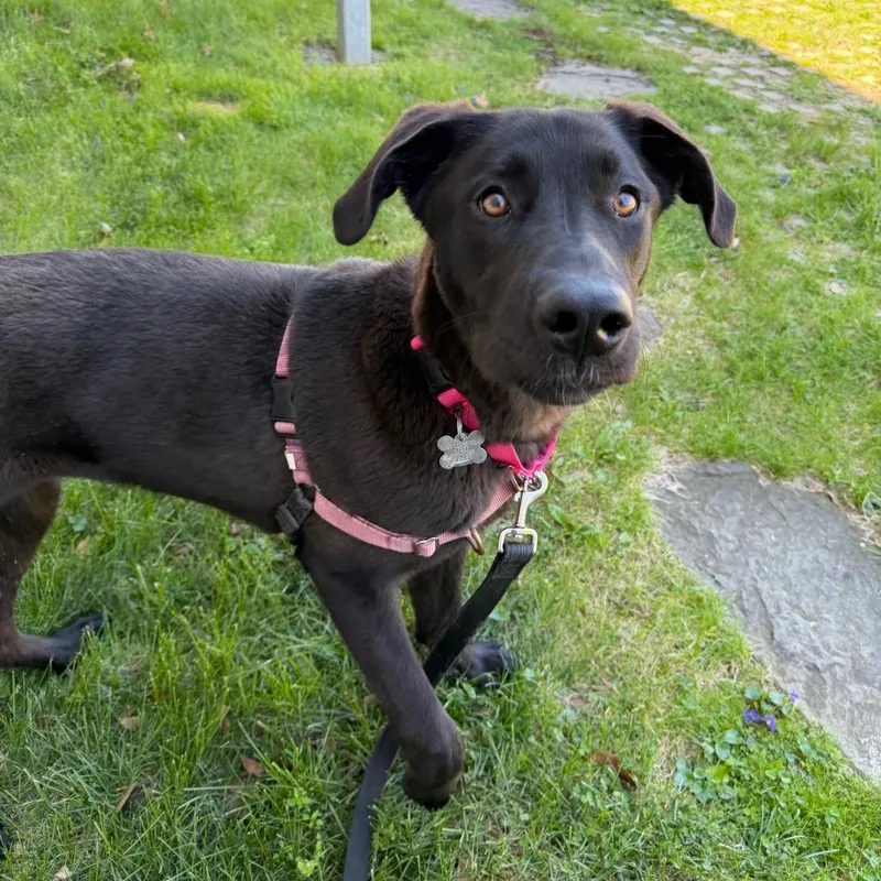 A young large-sized female Black Great Dane dog named Lexi for adoption in Falls Church, VA
