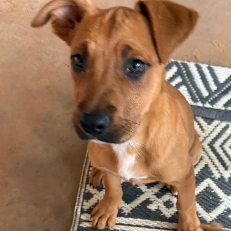 A baby medium-sized female Yellow / Tan / Blond / Fawn Mixed Breed dog named Dolly for adoption in Duncan, OK