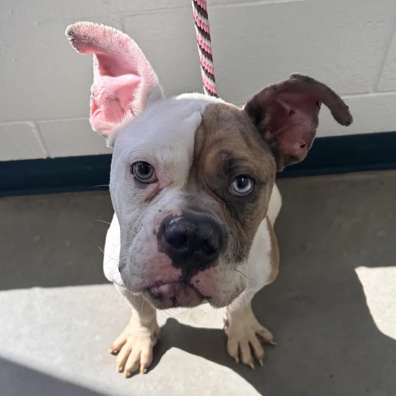 An adult medium-sized male Yellow / Tan / Blond / Fawn Pit Bull Terrier dog named Royale for adoption in Reno, NV