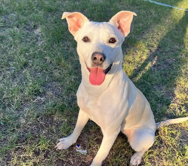 A young medium-sized female White / Cream Labrador Retriever dog named Bowie for adoption in Boerne, TX