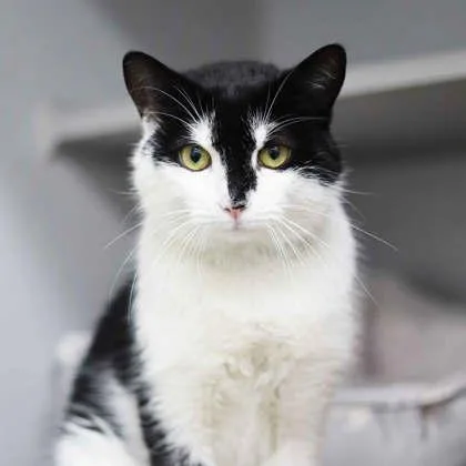 An adult small-sized male Black Domestic Short Hair cat named Nick for adoption in Atlanta, GA
