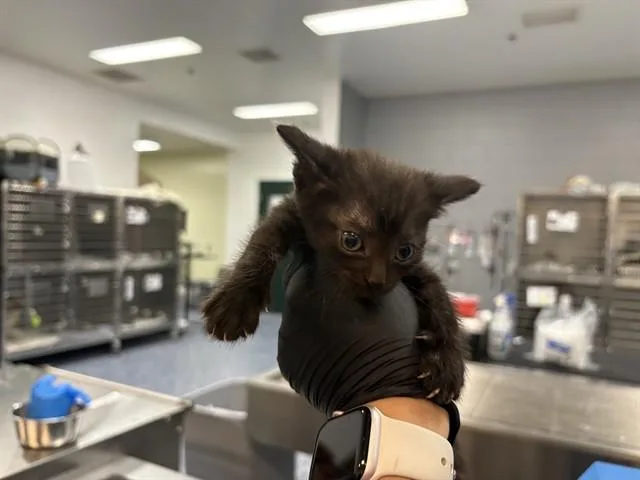 A baby small-sized female Domestic Short Hair cat named Espresso for adoption in Thousand Palms, CA