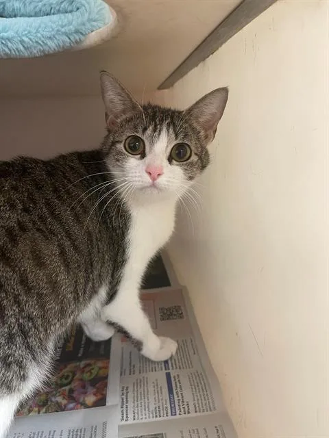 A young medium-sized female Domestic Short Hair cat named Lizza for adoption in Columbia, SC